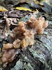 Phaeotremella frondosa