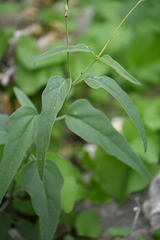 Cyphomeris gypsophiloides