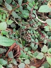 Euphorbia thymifolia