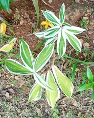 Costaceae