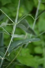 Cyphomeris gypsophiloides
