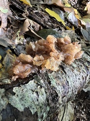 Phaeotremella frondosa