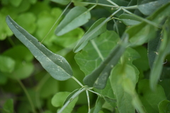Cyphomeris gypsophiloides