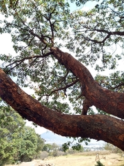 Arbutus