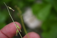 Cyphomeris gypsophiloides