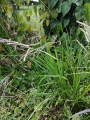 Paspalum
