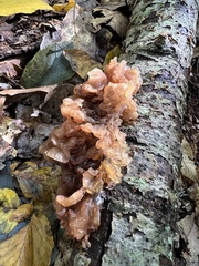 Phaeotremella frondosa