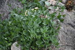 Acleisanthes longiflora