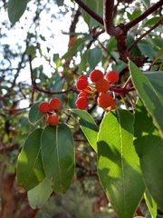 Arbutus