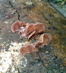 Trichaptum abietinum