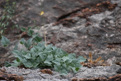 Acleisanthes longiflora