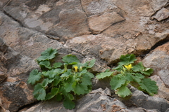 Eucnide bartonioides