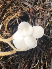 Strobilurus trullisatus