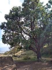Arbutus
