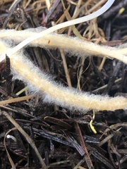 Strobilurus trullisatus