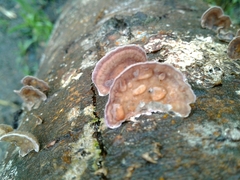 Trichaptum abietinum