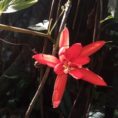 Passiflora vitifolia image