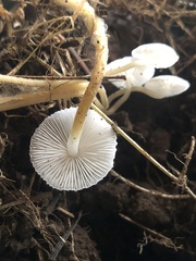 Strobilurus trullisatus