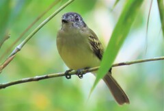 Leptopogon superciliaris