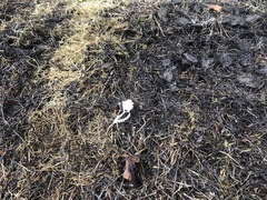 Strobilurus trullisatus