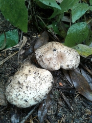Hebeloma