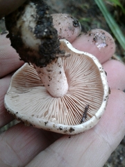 Hebeloma