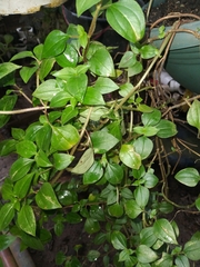 Peperomia glabella