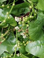 Caryophyllales