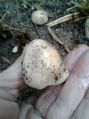 Hebeloma