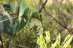 Eucalyptus obliqua