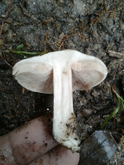 Hebeloma