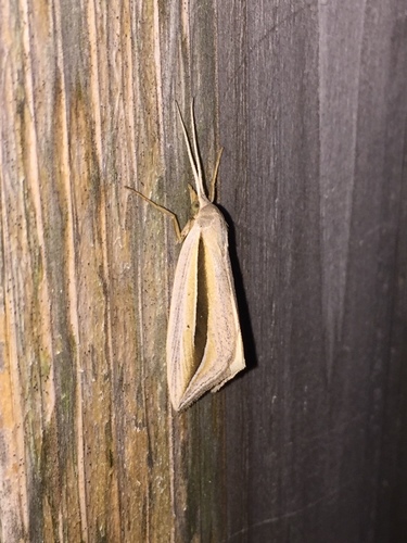 Dull Doryodes Moth photo 2