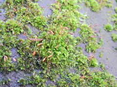 Rhynchostegium confertum