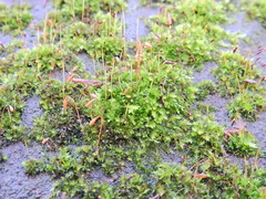 Rhynchostegium confertum