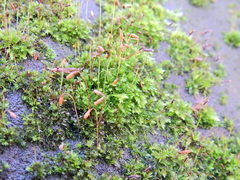 Rhynchostegium confertum