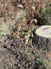 Cirsium ochrocentrum