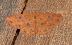 Anisodes prunelliaria