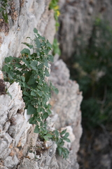 Physalis hederifolia