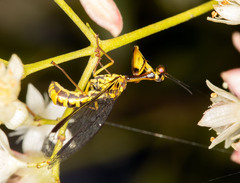 Spaminta minjerribae