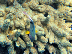 Plectroglyphidodon dickii