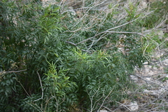 Tecoma stans angustata