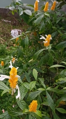 Pachystachys lutea