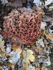 Podoscypha multizonata