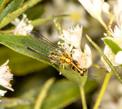 Spaminta minjerribae