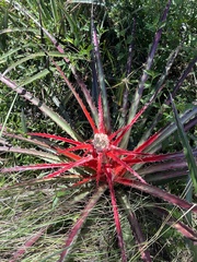 Bromelioideae