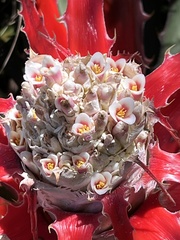 Bromelioideae