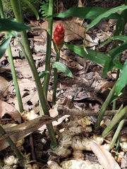 Zingiber officinale