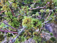 Orthotrichum pulchellum