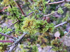 Orthotrichum pulchellum