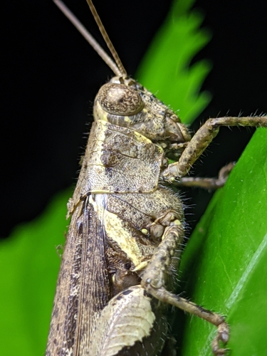 Rufous-legged Grasshopper photo 4